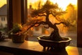 pruning bonsai tree in the golden hour light Royalty Free Stock Photo