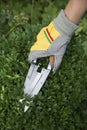 Pruning and shaping a boxwood Buxus sempervirens plant with gloves and pruning shears Royalty Free Stock Photo
