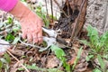 Pruning branches with pruners at the base of the tree. Work in the garden in the spring. Royalty Free Stock Photo