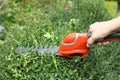 Pruning a buxus hedge with a mini hedge trimmer