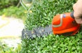 Pruning a buxus hedge with a mini hedge trimmer