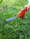 Pruning a buxus hedge with a mini hedge trimmer