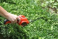 Pruning a buxus hedge with a mini hedge trimmer