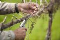 Pruning California wine grapes