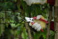 Pruning coffee trees and maintenance for coffee trees in Coffee farm Royalty Free Stock Photo