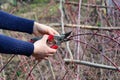 Pruning cumberland black raspberry, rubus occidentalis, blackberry plants by cutting dead and damaged canes with pruning shears in