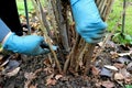 Pruning currant bushes. Autumn garden work. Gloved hands and secateurs