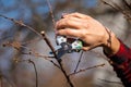 Pruning and cutting branches on fruit tree - spring work