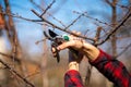 Pruning and cutting branches on fruit tree - spring work