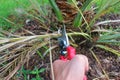 Pruning Date palm tree with secateurs Royalty Free Stock Photo