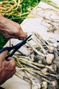 Pruning dry garlic stems with garden secateurs