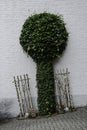 pruning and espalier ivy or Hedera hibernica