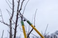 Pruning fruit tree branches with long garden shears. Spring garden work. Royalty Free Stock Photo