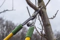 Pruning fruit tree branches with long garden shears. Spring garden work. Royalty Free Stock Photo