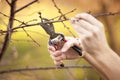 Pruning fruit tree - Cutting Branches at spring Royalty Free Stock Photo