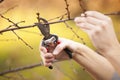 Pruning fruit tree - Cutting Branches at spring Royalty Free Stock Photo