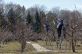 Pruning an fruit tree. Cutting branches at spring.