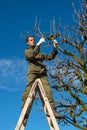 Pruning fruit tree with a pruning shears Royalty Free Stock Photo