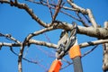 Pruning fruit tree with pruning shears Royalty Free Stock Photo