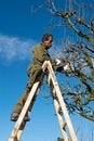 Pruning fruit tree with pruning shears Royalty Free Stock Photo