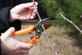 Gardening. Pruning a fruit tree in spring. Female hands with pruning shears carry out garden pruning. Close-up on hands and tool Royalty Free Stock Photo