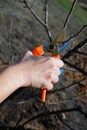Gardening. Pruning a fruit tree in spring. Female hands with pruning shears carry out garden pruning. Close-up on hands and tool Royalty Free Stock Photo