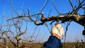 Pruning fruit trees with garden shears