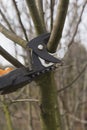 Pruning fruit trees by pruning shears.