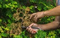 Pruning the garden with a gardener, removing unnecessary branches