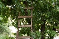 Pruning gardening high green plants in garden. Concept home garden. Rustic wooden ladder at orchard.