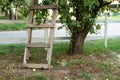 Pruning gardening high green plants in garden. Concept home garden. Rustic wooden ladder at orchard.