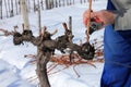 Pruning the grape vines