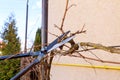 Pruning grapes with garden shears. Formation of a grape bush