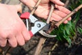 Pruning grapes, leaving the renewal spur and cutting off unselected cane and dead wood with bypass shears in early spring