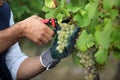 Pruning grapes