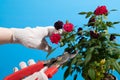 Pruning a house rose bush. Care for houseplants secateurs hand gloved on a blue background.