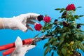 Pruning a house rose bush. Care for houseplants secateurs hand gloved on a blue background.