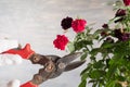 Pruning a house rose bush. Care for houseplants secateurs hand gloved on a gray background.