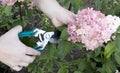 Pruning hydrangea paniculata with garden scissors. The gardener cares for hydrangea paniculata with pink flowers. Horticulture