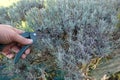 pruning lavender bush. man with scissors trims lavender hedge Royalty Free Stock Photo
