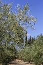 Pruning of olive trees Peloponnese, Greece Royalty Free Stock Photo