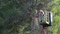 Pruning of pines Royalty Free Stock Photo