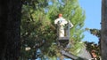 Pruning of pines Royalty Free Stock Photo