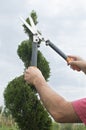 Pruning Plants Close Up. Professional Gardener Pruning conifers Royalty Free Stock Photo