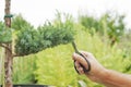 Pruning Plants Close Up. Professional Gardener Pruning conifers Royalty Free Stock Photo