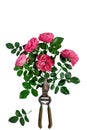 Pruning plants in the garden. Isolated roses Royalty Free Stock Photo