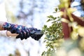 Pruning plants with a pruning shears. Care of plants in the garden.