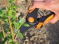 Pruning plum branches in the garden