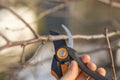 pruning with pruning shears in spring. Gardener pruns the fruit trees by pruner shears. Farmer hand with garden secateurs on Royalty Free Stock Photo