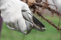 Pruning root seedlings before planting Royalty Free Stock Photo